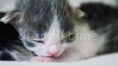 <strong>搞笑视频</strong>两只可爱的新生小猫睡觉团队精神生活在床上.. 宠物概念宠物概念。 小猫条纹